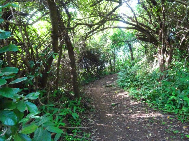 Quelques tunnels végétaux sous les faux poivriers