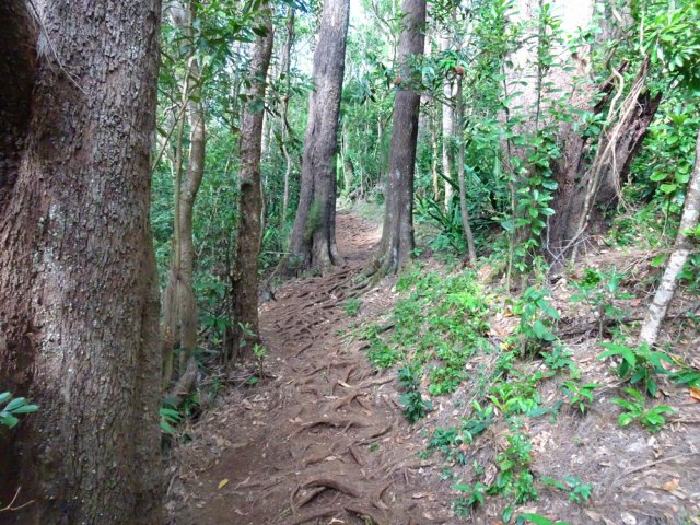 La pente est beaucoup plus faible dans le bois de filaos
