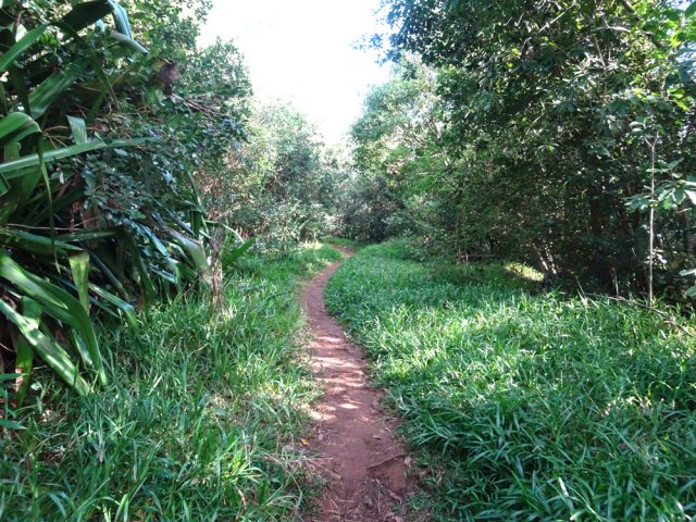 Sur le plateau, le sentier à plat est bordé de traînasse