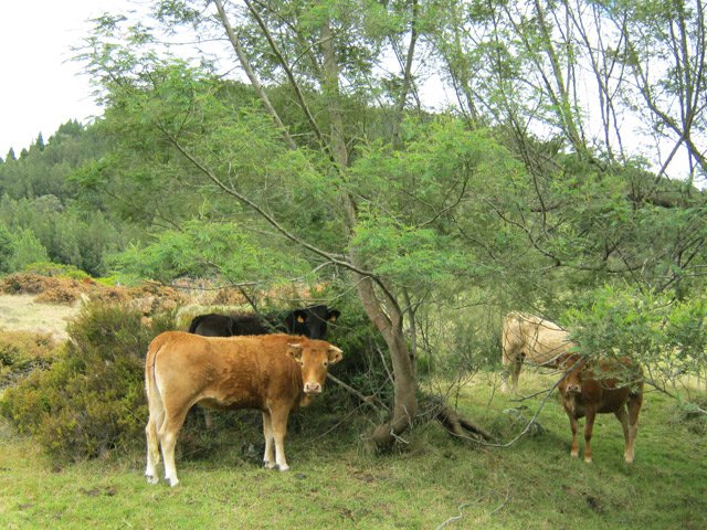 Région d'élevage par excellence