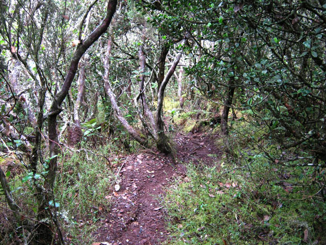 Le premier sentier dans les bois de couleurs