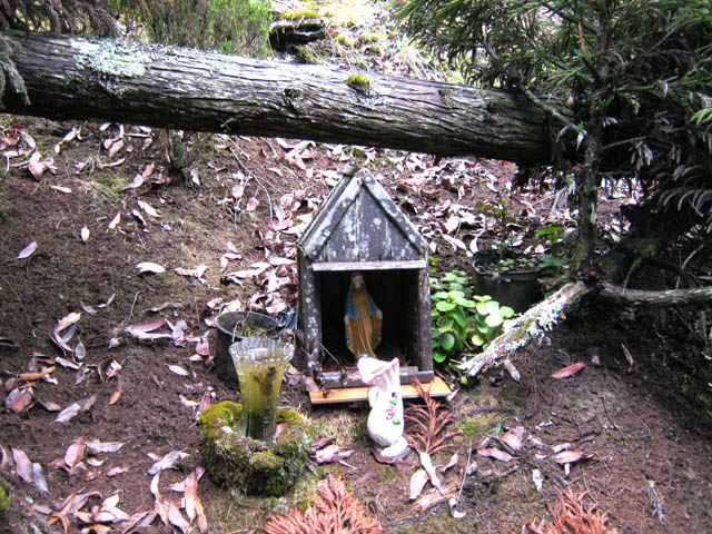 Microscopique oratoire, sous les cryptomerias