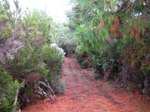 Le chemin sous les pins à l'arrivée au sommet