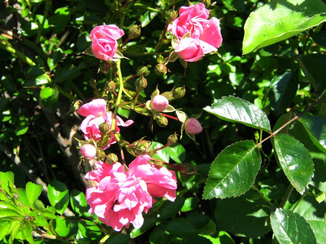 Beaucoup de fossés de la région sont couverts de rosiers