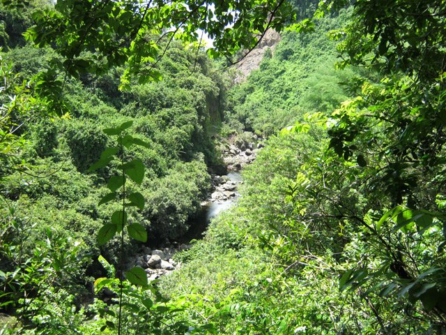On s'élève au-dessus du Bras des Lianes qu'on distingue à travers la végétation