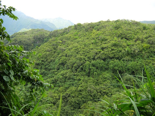 La colline boisée qui sépare de la Rivière du Mât