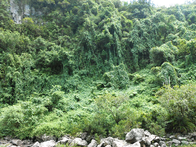Les lianes prennent petit à petit possession des falaises ou forêts