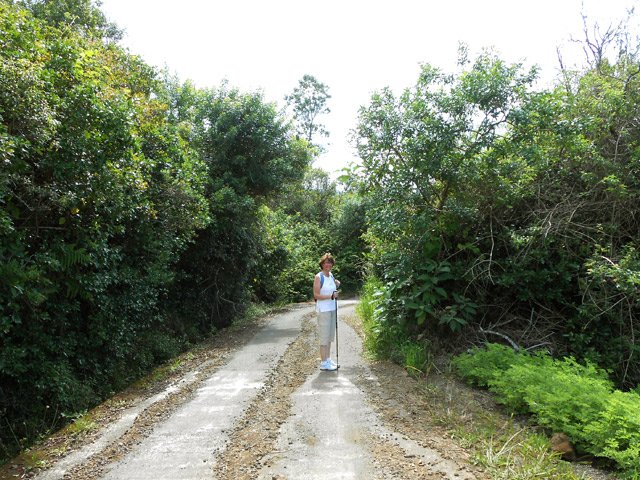 L'arrivée au champ de géranium rosa