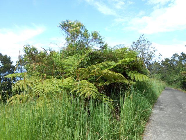 Une autre plus propre dans les grandes herbes et les accacias