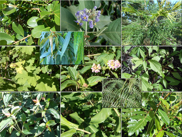 Leçon de chose sur les pestes végétales