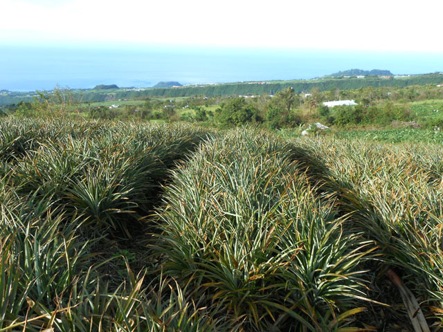 Belle plantation d'ananas après la première ferme