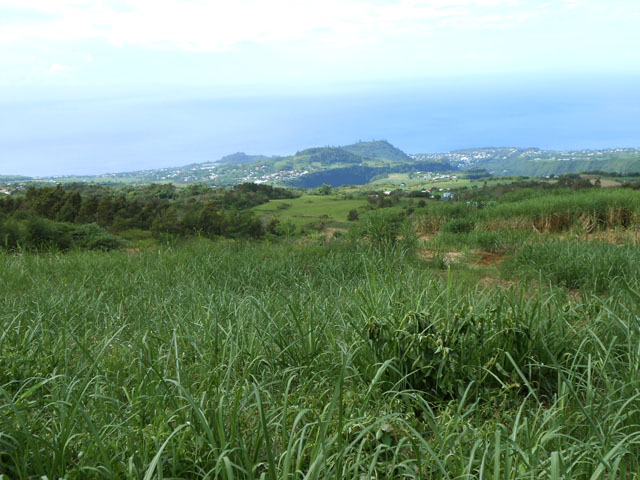 Classique plantation de Canne à sucre