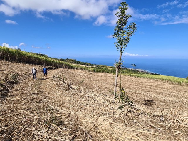 Pendant la coupe, on ne voit plus le sol de la piste par endroits