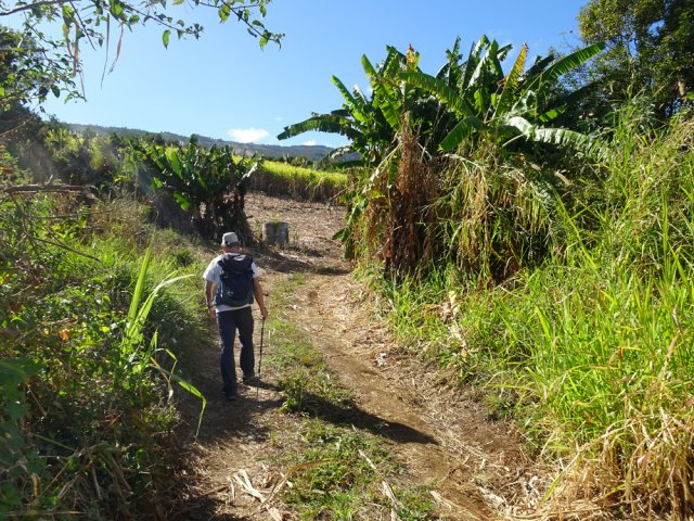 Quelques bananiers viennent casser la monotonie de la canne