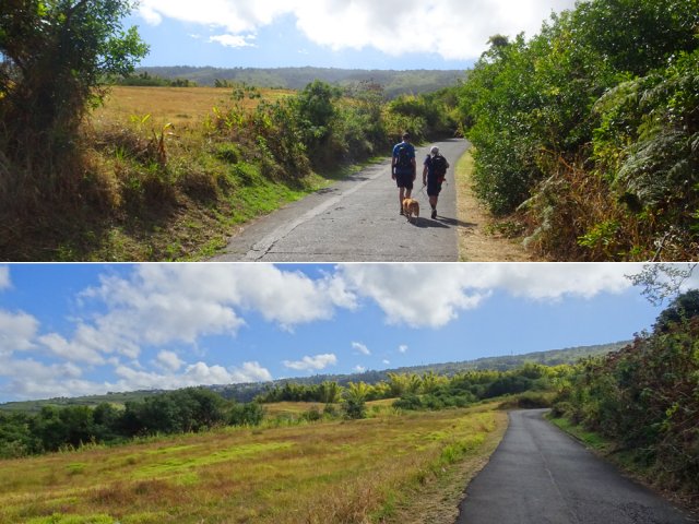 Plus haut, la canne est remplacée par des prairies