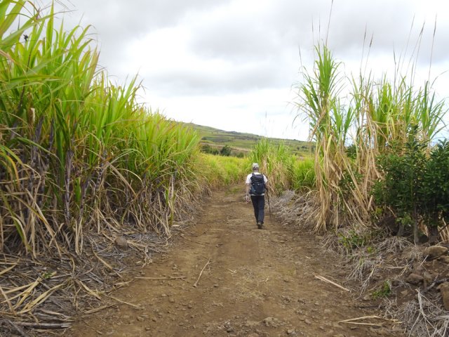 Aucun problème pour traverser les champs de canne à sucre
