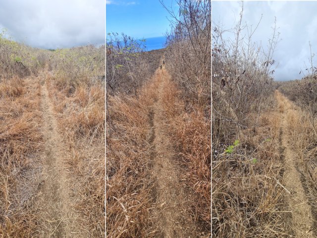 Très long sentier entretenu par le passage des vététistes