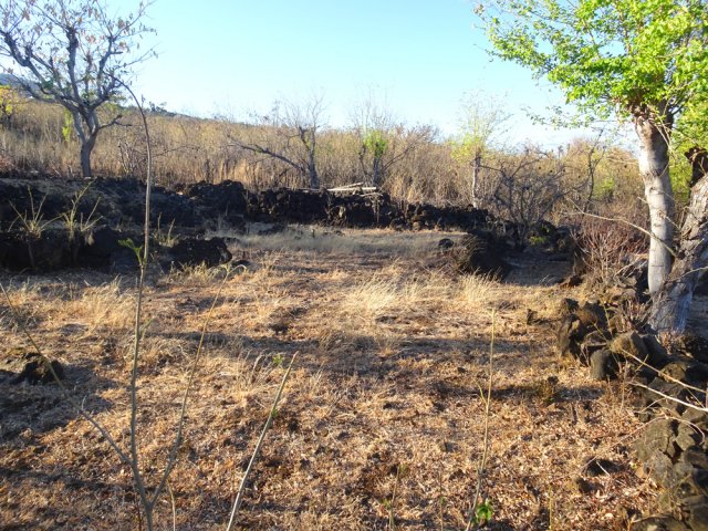 Un des plus grands champs encore cultivés à une époque récente