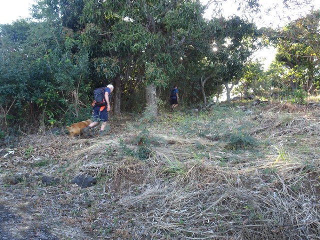 Un autre raccourci débute sous un manguier