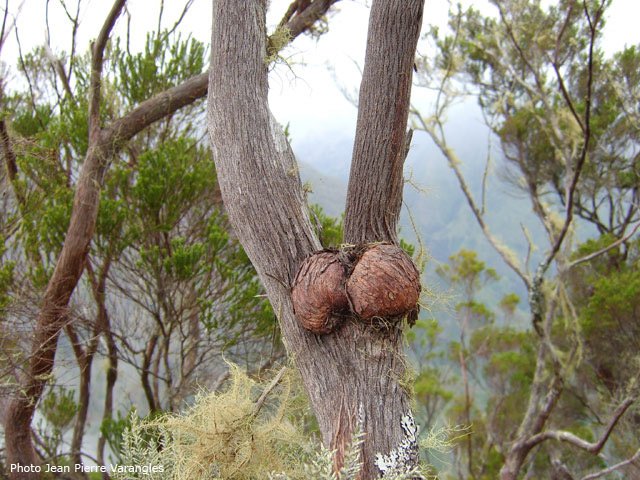 Un tronc de branle vert !!