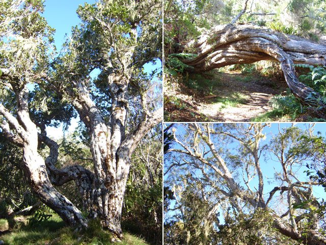 L'arrivée dans les tamarins des Hauts signe la fin proche des difficultés