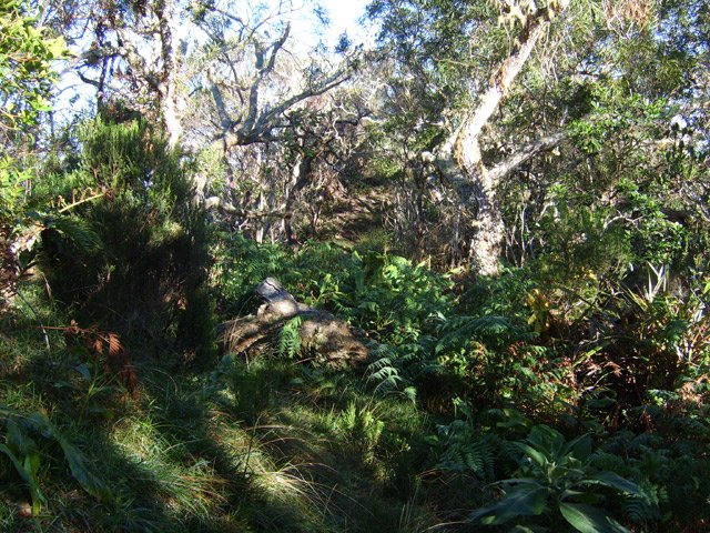 La végétation pousse parfois au plus près du sentier