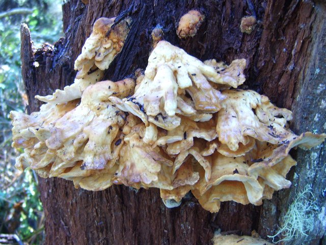 Seule l'importante humidité des lieux peut donner de si beaux champignons