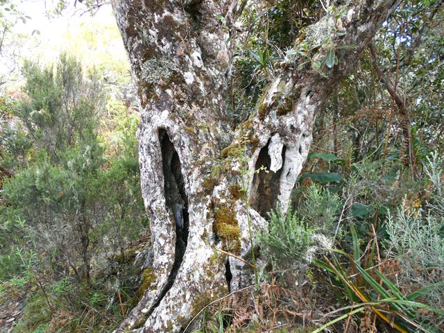 On passe près de très beaux troncs âgés et fatigués
