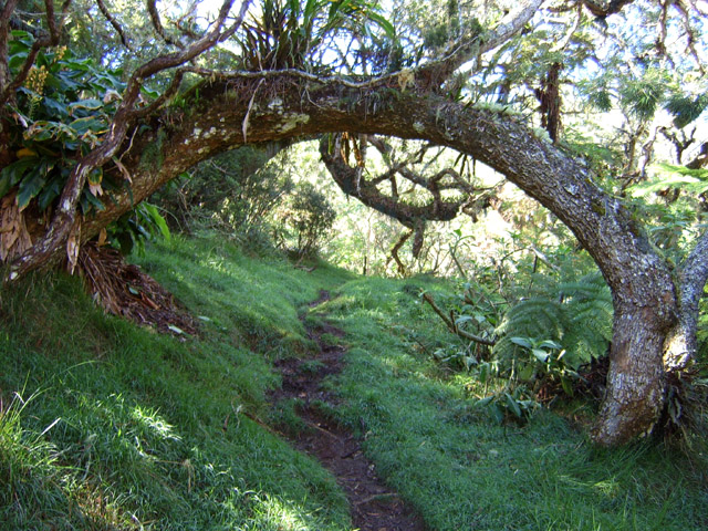 Un tamarin au sol meurt rarement. Ici il forme un pont naturel