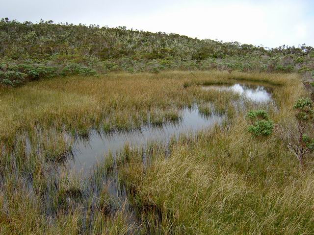 La Mare aux Cerfs à quelques dizaines de mètres de l' à-pic vers Mafate