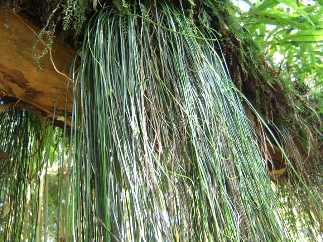 Longue fougère très fine