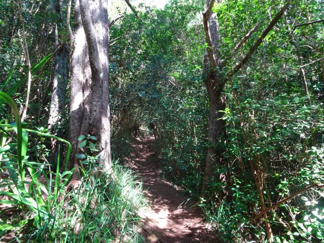 Montée facile dans les goyaviers