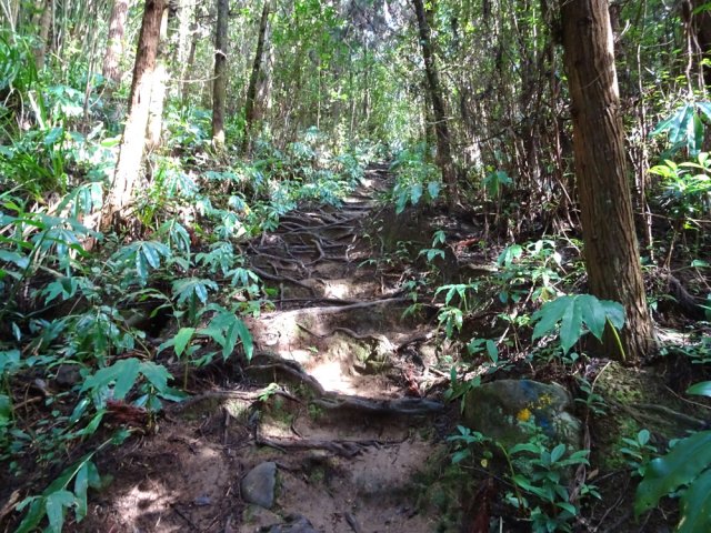 Début de la montée sur les racines de cryptomérias