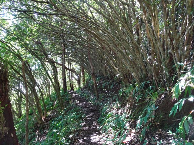 Les jamrosats séparent le sentier d'une ancienne piste