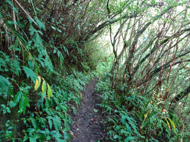 Les longoses sont régulièrement coupées par les équipes d'entretien du service des eaux