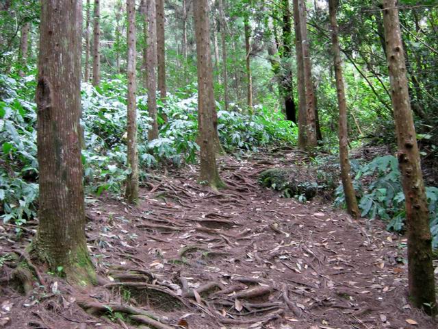Les longoses envahissent les sous-bois