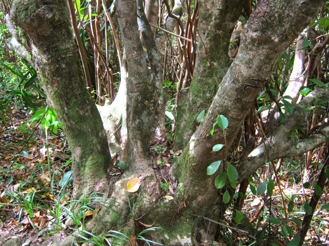 Un beau pied de jamrosa que les goyaviers ne pourront plus détruire