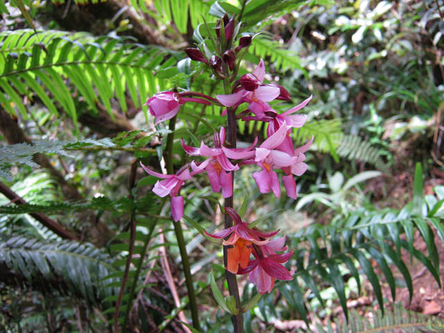 Magnifiques orchidées à la saison