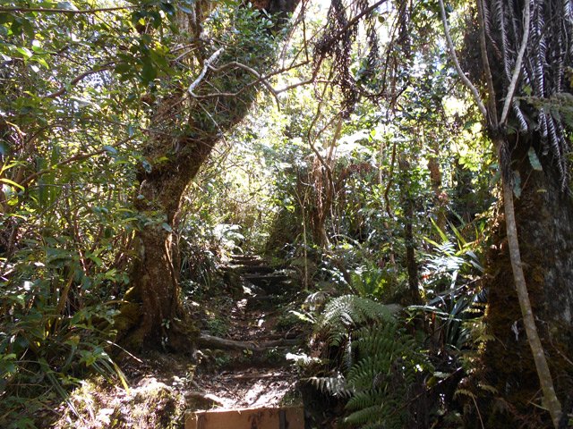 Gros bois de couleurs au milieu des fougères