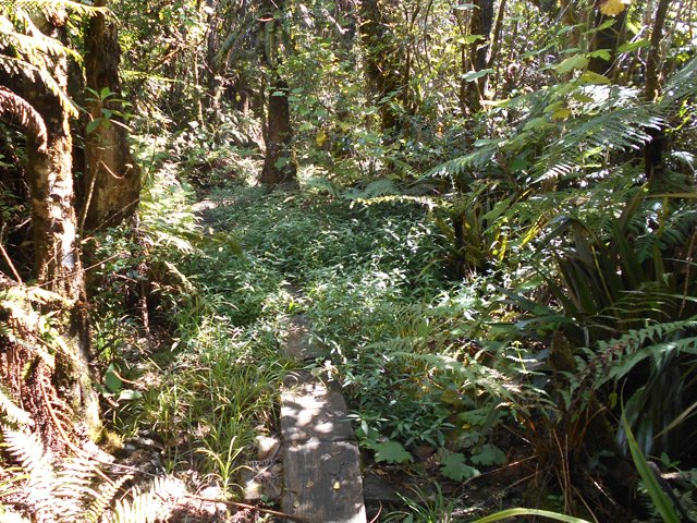 Une partie plate donc obligatoirement boueuse et bordée de jouvences
