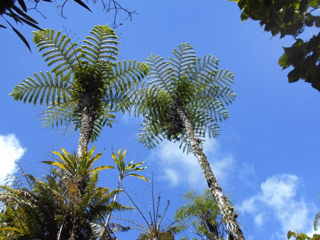 Le piton est envahi de fanjans, ici des mâles