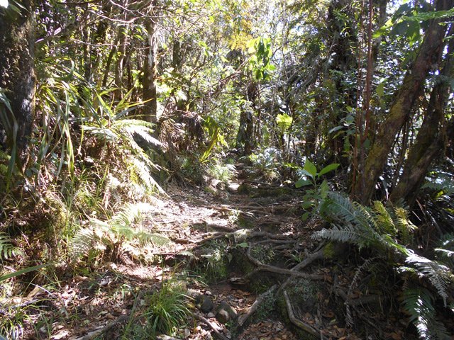 Beaucoup de racines avant d'entreprendre la descente
