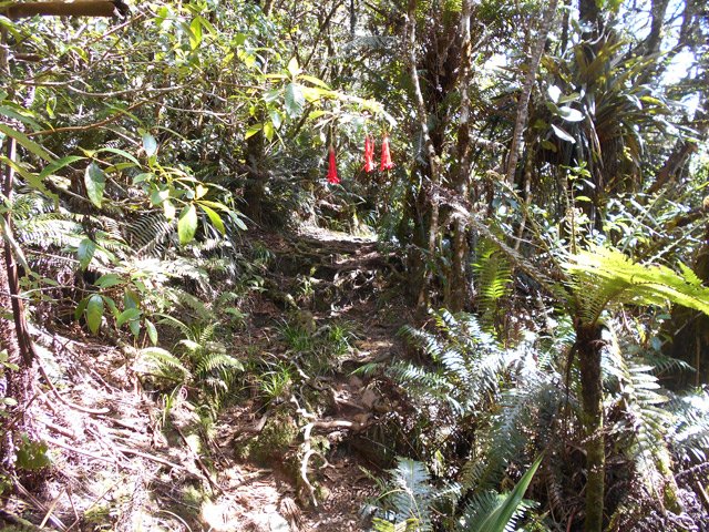 Encore des racines mais au moins, pas de boue