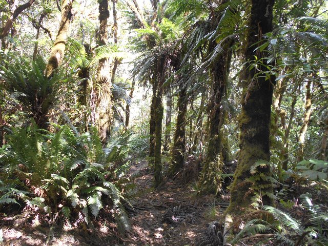 Mousses et fougères recouvrent les troncs