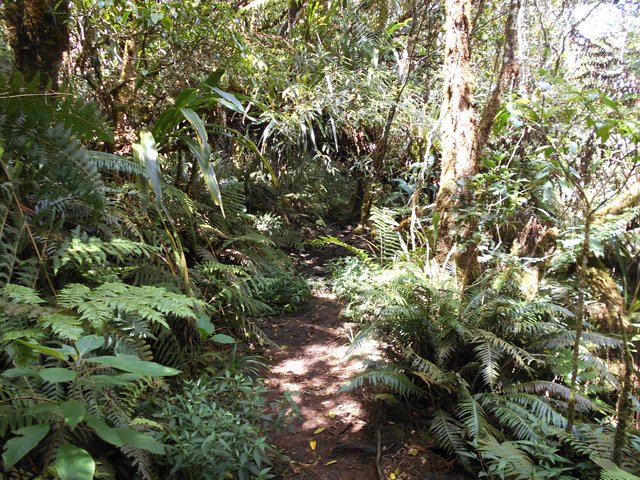 Les fougères se plaisent également au sol