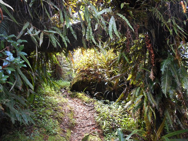 Une arche végétale recouvertes de nouvelles fougères