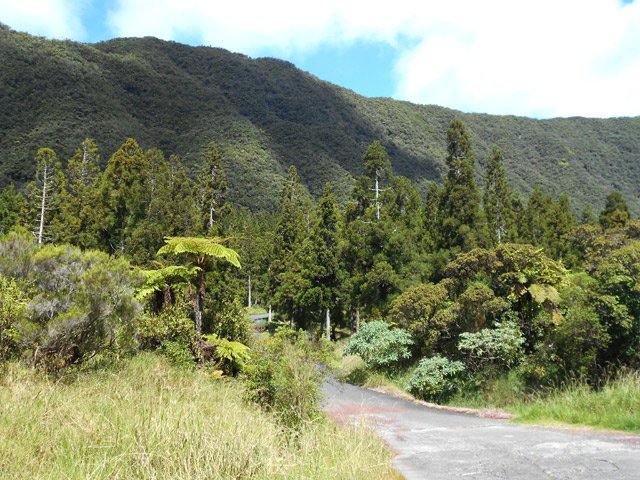 Les cryptomerias vieillissants de la Petite Plaine