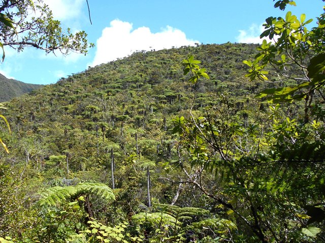 Une trouée dans les branches permet d'apprécier le Piton Bébour et ses fougères
