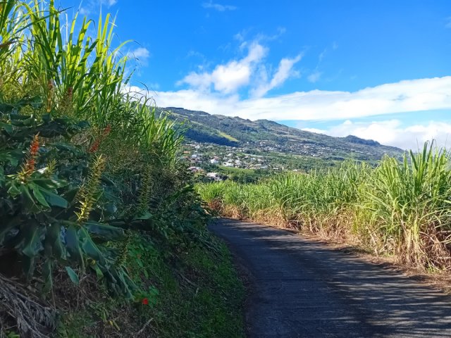 On retrouve les cannes bordant le Chemin des Jacquiers