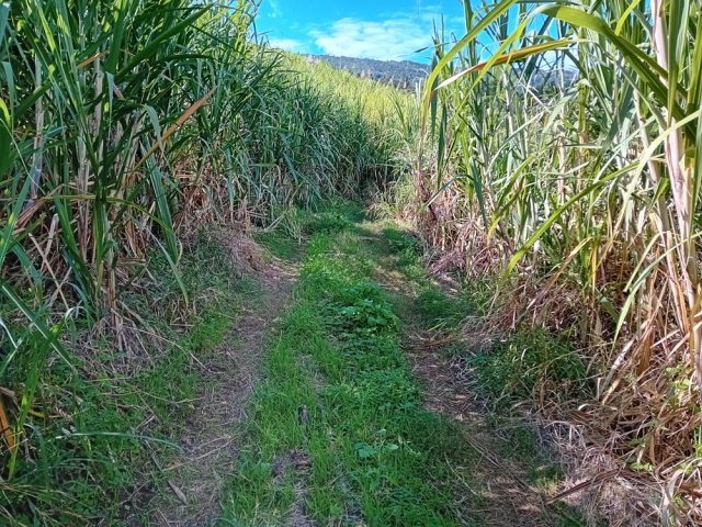 Quelques pistes sont encore très faciles à suivre